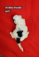 Miniature Poodle Male #1 Lt Blue , a male Poodle - Miniature  for sale in Princeton, KY – 2 of 2