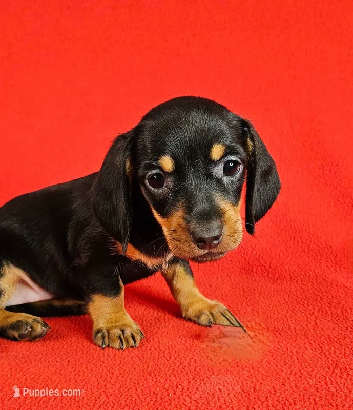 REDUCED  Mini Dachshund Male  – Miniature Dachshund puppy for sale in Princeton, KY