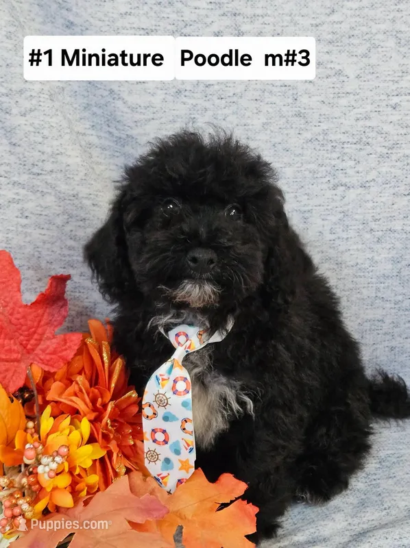 Miniature Poodle M#5 – Poodle - Miniature  puppy for sale in Princeton, KY