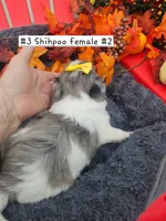 ShihPoo -  9-10-26  Female #2  (3), a female Shihpoo for sale in Princeton, KY – 4 of 4