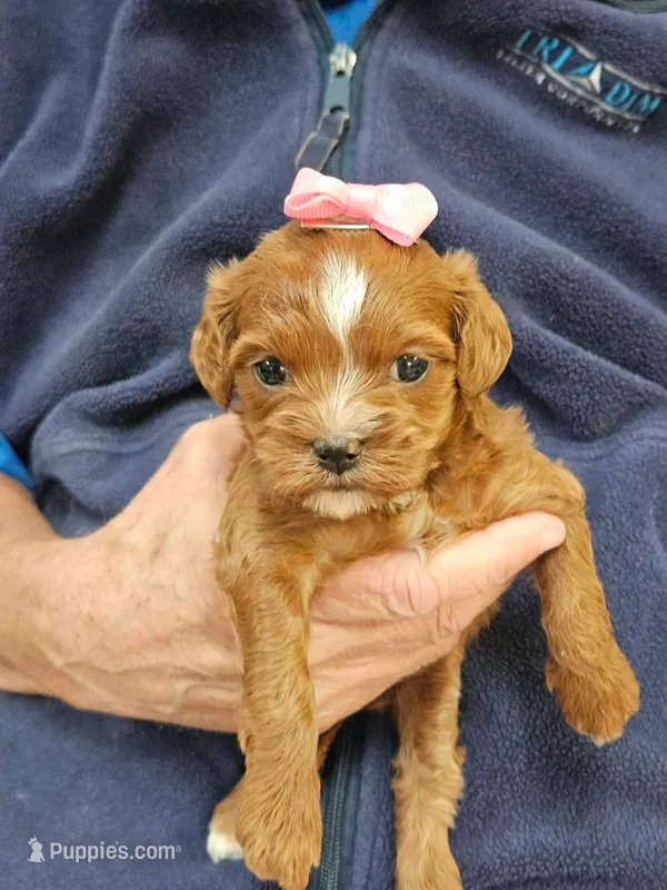 F1b Cavapoo  RED female – Cavapoo puppy for sale in Princeton, KY