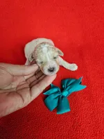 Minature Poodle M#3, a male Poodle - Miniature  for sale in Princeton, KY – 5 of 5