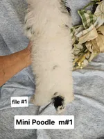 Miniature Poodle m #1, a male Poodle - Miniature  for sale in Princeton, KY – 3 of 4