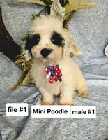 Miniature Poodle m #1, a male Poodle - Miniature  for sale in Princeton, KY – 4 of 4
