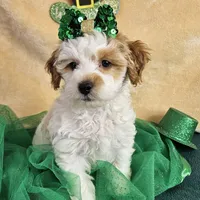 F1b Goldendoodle Mini , a female Miniature Goldendoodle for sale in Princeton, KY – Photo 3 of 5