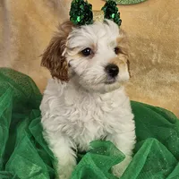 F1b Goldendoodle Mini , a female Miniature Goldendoodle for sale in Princeton, KY – Photo 5 of 5