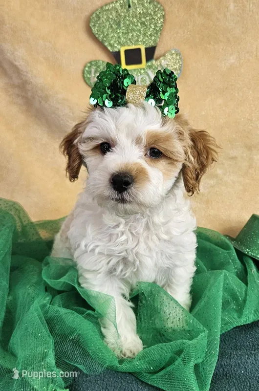 F1b Goldendoodle Mini 