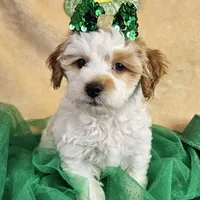 F1b Goldendoodle Mini , a female Miniature Goldendoodle for sale in Princeton, KY – Photo 1 of 5