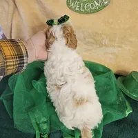 F1b Goldendoodle Mini , a female Miniature Goldendoodle for sale in Princeton, KY – Photo 2 of 5