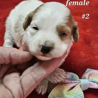 F1b Goldendoodle Mini , a female Miniature Goldendoodle for sale in Princeton, KY – Photo 4 of 5