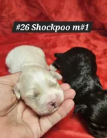 Shockapoo, a male Shih Tzu for sale in Princeton, KY – Photo 4 of 4