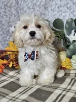 Shockapoo, a male Shih Tzu for sale in Princeton, KY – Photo 1 of 4