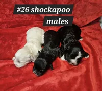 Shockapoo, a male Shih Tzu for sale in Princeton, KY – Photo 3 of 4