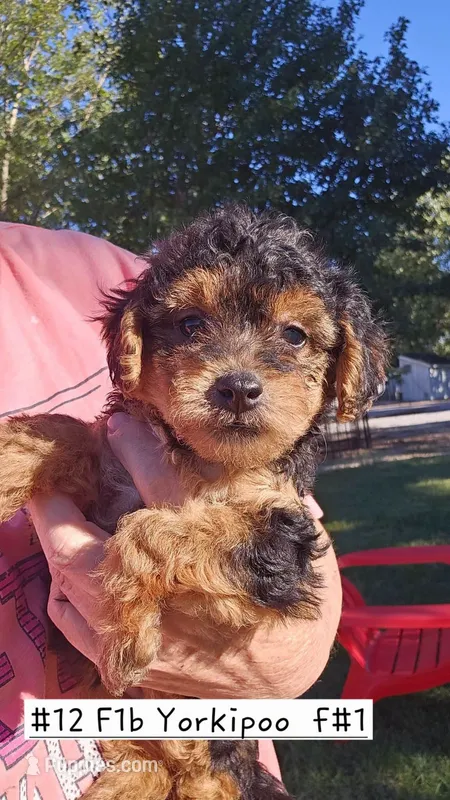 F1b Yorkiepoo F 1 – Yorkipoo puppy for sale in Princeton, KY