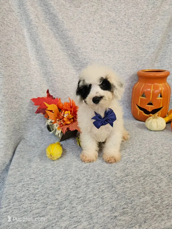 Miniature Poodle m #1 – Poodle - Miniature  puppy for sale in Princeton, KY