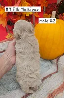 F1b Maltipoo Male #2   (9), a male Maltipoo and Poodle - Toy  for sale in Princeton, KY – 3 of 5