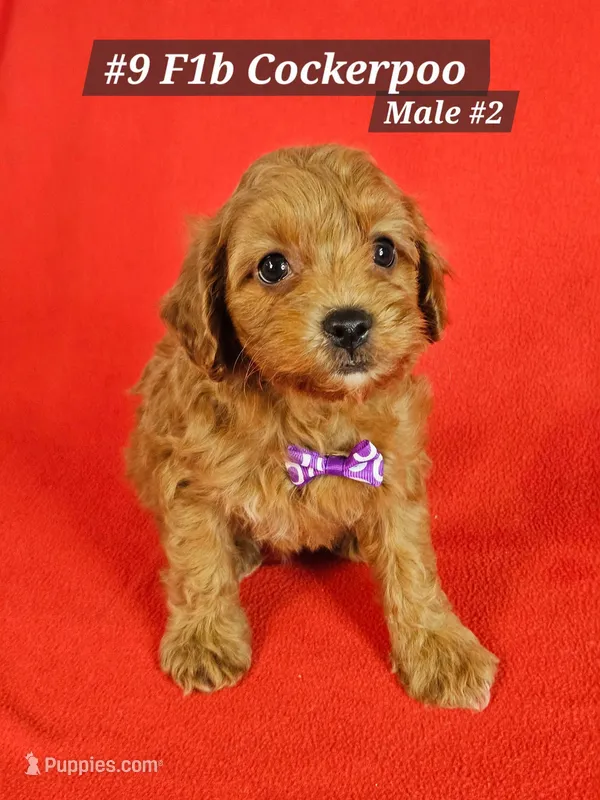 F1b Cockerpoo Male #2 – Cockapoo puppy for sale in Princeton, KY