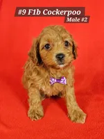 F1b Cockerpoo Male #2, a male Cockapoo for sale in Princeton, KY – 1 of 4