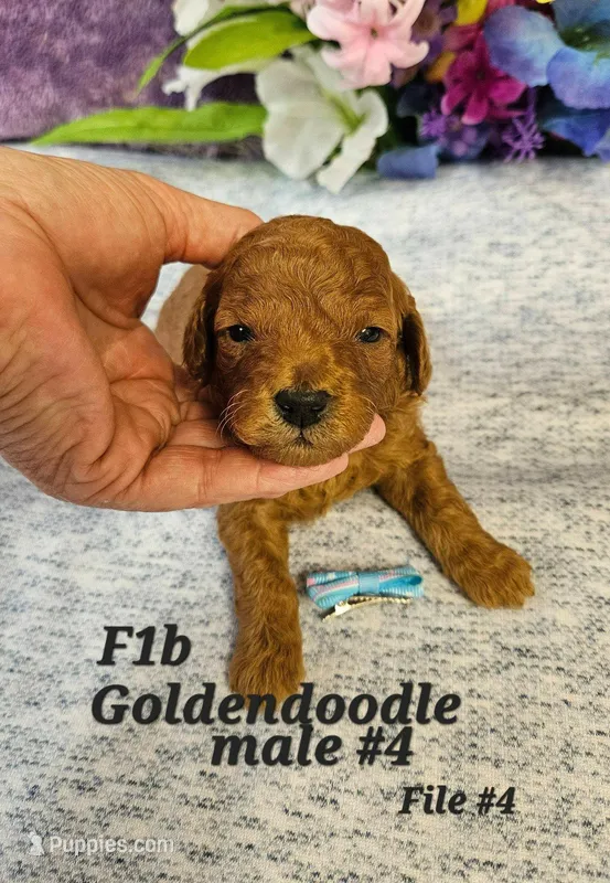 F1b Goldendoodle Mini m 4 – Miniature Goldendoodle puppy for sale in Princeton, KY