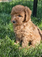 F1b Mini Goldendoodle  m 2, a male Miniature Goldendoodle for sale in Princeton, KY – 2 of 7