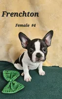 Frenchton  m #4, a male Boston Terrier and French Bulldog for sale in Princeton, KY – 3 of 3
