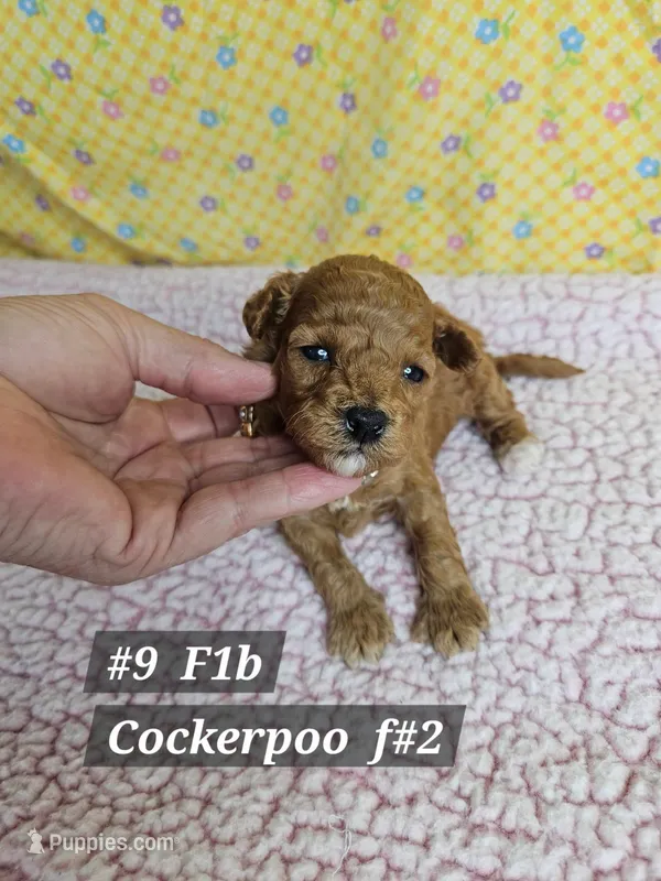 F1b Cockerpoo F #2 – Cockapoo puppy for sale in Princeton, KY