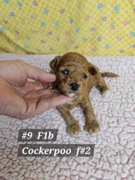 F1b Cockerpoo F #2, a female Cockapoo for sale in Princeton, KY – 1 of 1