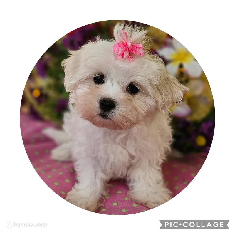 Maltipoo  f=4 – Maltipoo puppy for sale in Princeton, KY