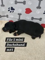 Reduced cost   Miniature Dachshund , a male Miniature Dachshund for sale in Princeton, KY – 2 of 4