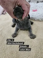 Dachshund F silver, a female Miniature Dachshund for sale in Princeton, KY – 3 of 4