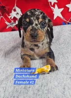 Dachshund mini, Dapple m, a male Miniature Dachshund for sale in Princeton, KY – 5 of 5