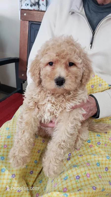 Jessica, a female Goldendoodle for sale in Princeton, KY – Photo 1 of 2