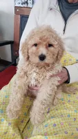 Jessica, a female Goldendoodle for sale in Princeton, KY – Photo 1 of 2