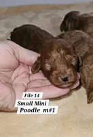Sm-Miniature (Toy) Poodle M Red, a male Poodle - Miniature  for sale in Princeton, KY – 2 of 6