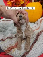 SMALL Miniature Poodle (6)  Female #1, a male Poodle - Toy  and Poodle - Miniature  for sale in Princeton, KY – 3 of 4
