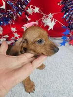 Minaiture Dachshund F #2 = reduced, a male Miniature Dachshund for sale in Princeton, KY – 2 of 6
