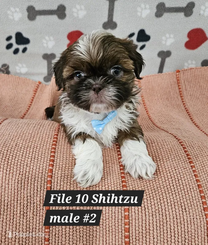 Shihtzu male #2 – Shih Tzu puppy for sale in Princeton, KY