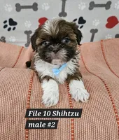 Shihtzu male #2, a male Shih Tzu for sale in Princeton, KY – 1 of 3