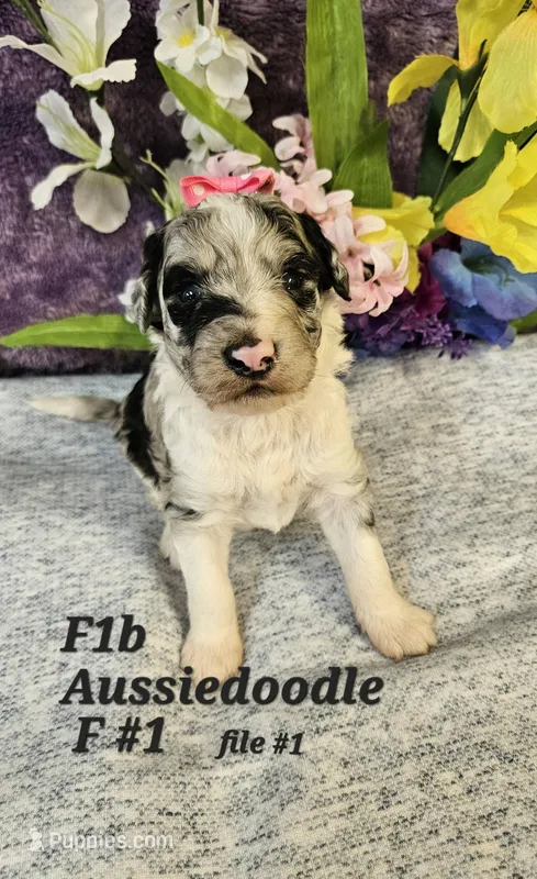 F1b Aussiedoodle f 1 – Aussiedoodle, Poodle - Standard  puppy for sale in Princeton, KY