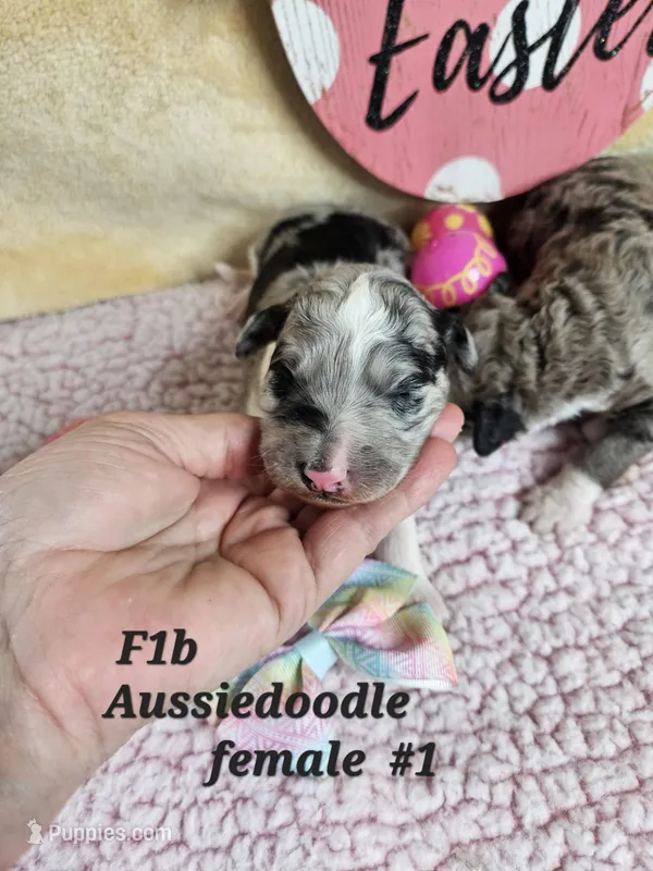 F1b Aussiedoodle f 1 – Aussiedoodle, Poodle - Standard  puppy for sale in Princeton, KY