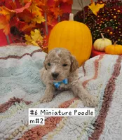 SMALL Miniature Poodle  (6)  Male #2, a male Poodle - Toy  and Poodle - Miniature  for sale in Princeton, KY – 2 of 4