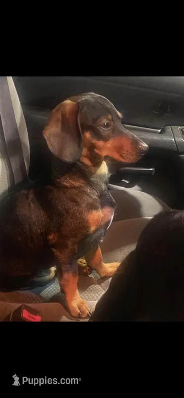 Rosco, a male Dachshund for sale in Batavia, OH – Photo 1 of 3