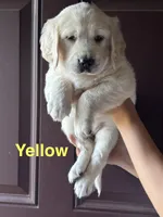 Yellow Pup, a female Golden Retriever for sale in Taylors, SC – 2 of 8