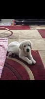 Yellow Pup, a female Golden Retriever for sale in Taylors, SC – 4 of 8