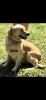 Golden Retriever - Red, a female Golden Retriever for sale in Taylors, SC – 3 of 3