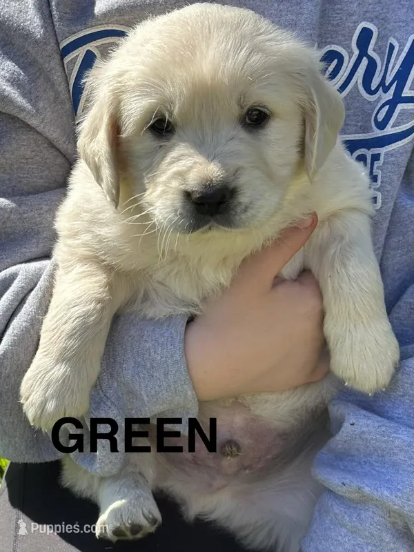 Green  – Golden Retriever puppy for sale in Taylors, SC