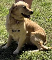 Green , a male Golden Retriever for sale in Taylors, SC – Photo 4 of 4