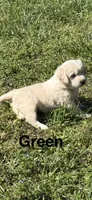 Green , a male Golden Retriever for sale in Taylors, SC – Photo 2 of 4