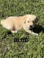 Blue , a male Golden Retriever for sale in Taylors, SC – Photo 2 of 4