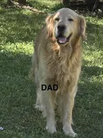 Blue , a male Golden Retriever for sale in Taylors, SC – Photo 3 of 4
